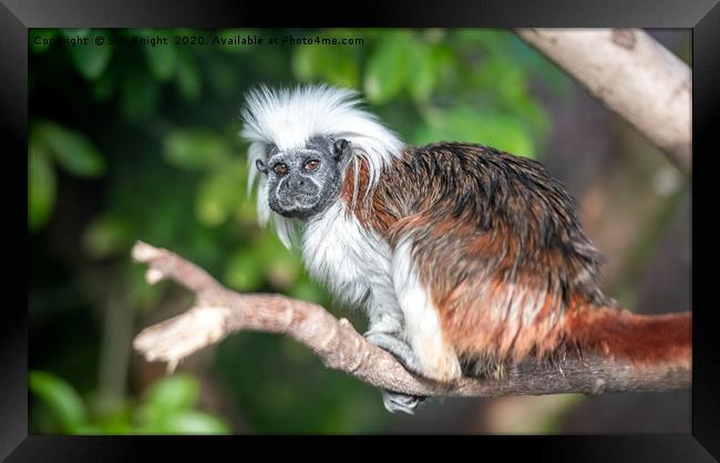 The Cotton top Tamarin Monkey  Framed Print by Sue Knight