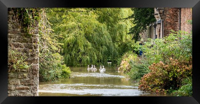 Swans on the moat at Wells, Somerset  Framed Print by Sue Knight