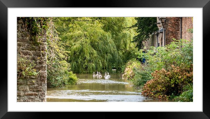 Swans on the moat at Wells, Somerset  Framed Mounted Print by Sue Knight