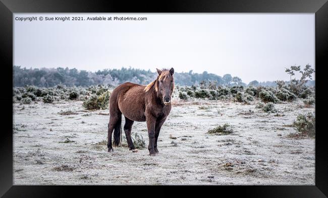 New Forest Pony on a cold & frosty Winter's morning Framed Print by Sue Knight