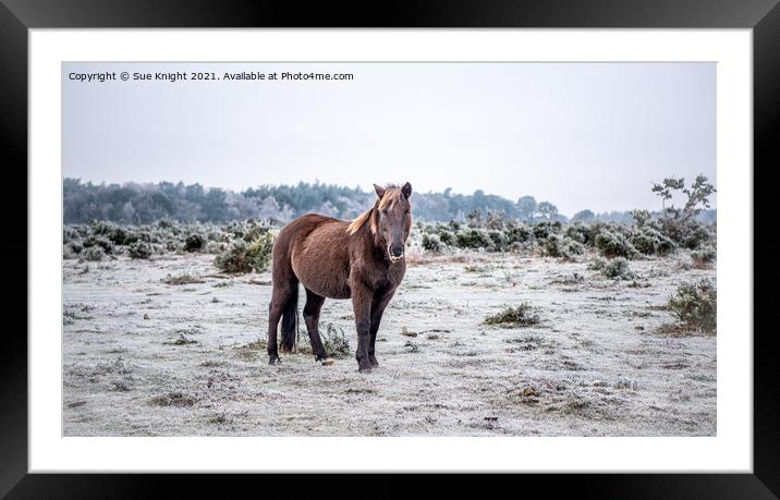 New Forest Pony on a cold & frosty Winter's morning Framed Mounted Print by Sue Knight