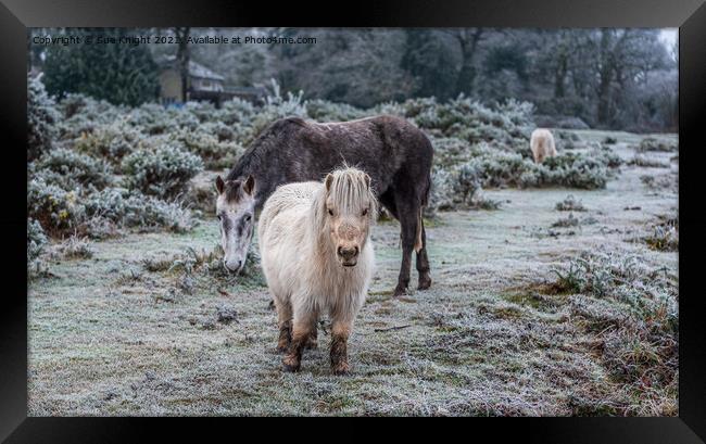 New Forest & Shetland Ponies on a frosty heathland Framed Print by Sue Knight