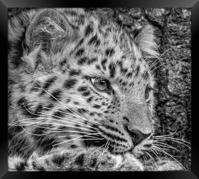 Black and white portrait of a Snow Leopard cub Framed Print by Sue Knight