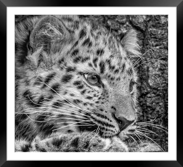 Black and white portrait of a Snow Leopard cub Framed Mounted Print by Sue Knight