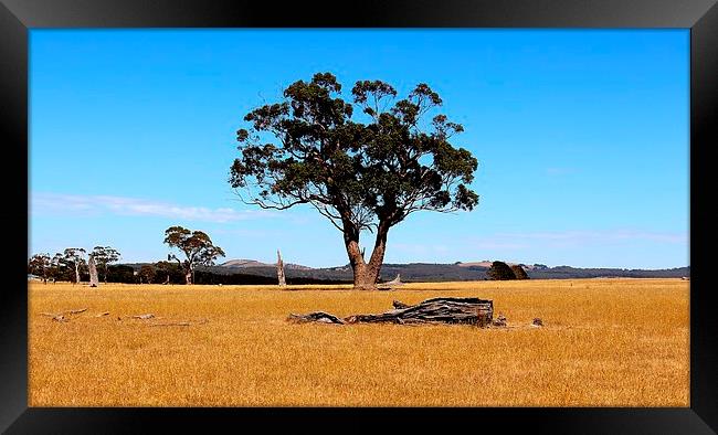  Outback summer  Framed Print by laurence hyde