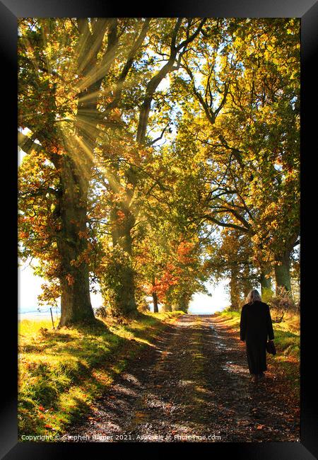 Autumn Morning Walk Framed Print by Stephen Hamer