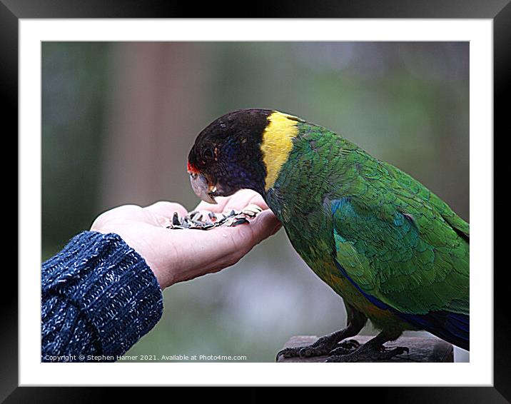 Australian Ringneck Parrot Framed Mounted Print by Stephen Hamer