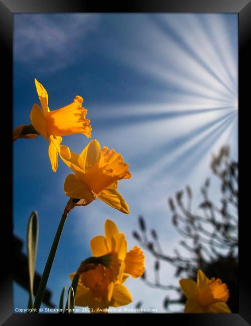 Daffodils in Sunrays Framed Print by Stephen Hamer