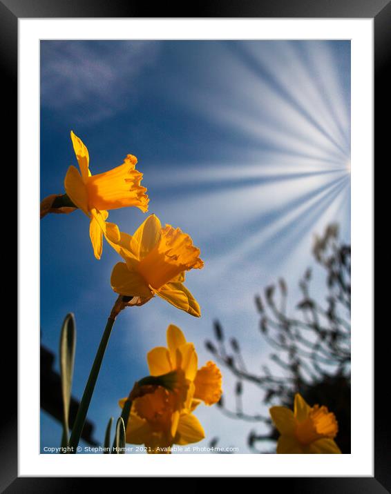 Daffodils in Sunrays Framed Mounted Print by Stephen Hamer