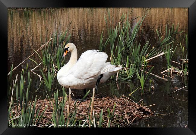 Mute Swan and Nest Framed Print by Stephen Hamer