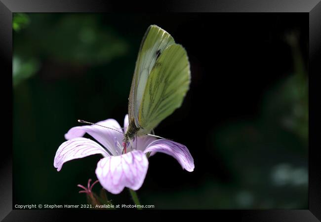 Green--Veined White Butterfly Framed Print by Stephen Hamer