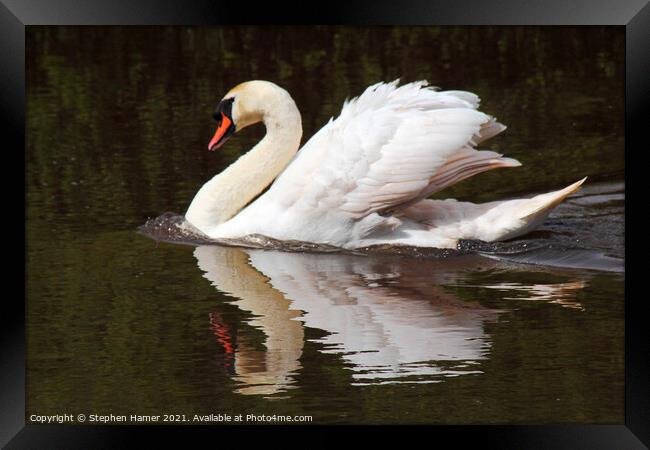 Swimming Swan Framed Print by Stephen Hamer