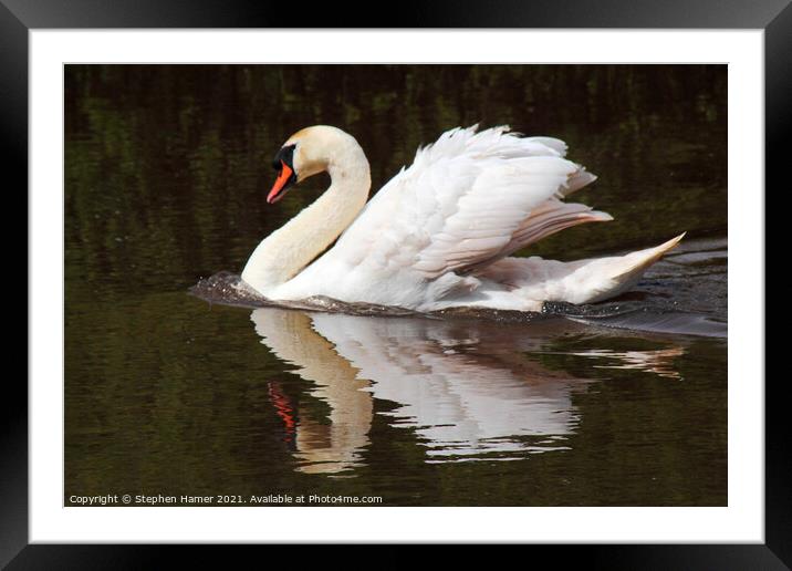 Swimming Swan Framed Mounted Print by Stephen Hamer