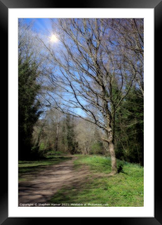 Woodland Pathway Framed Mounted Print by Stephen Hamer