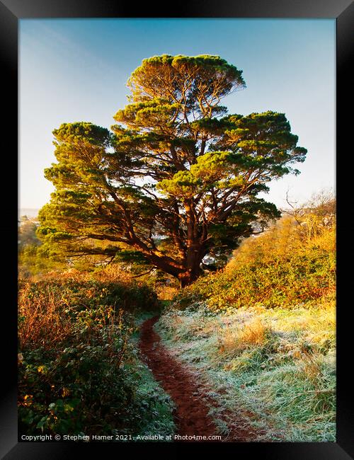 Lebanon Cedar tree on a frosty morning Framed Print by Stephen Hamer