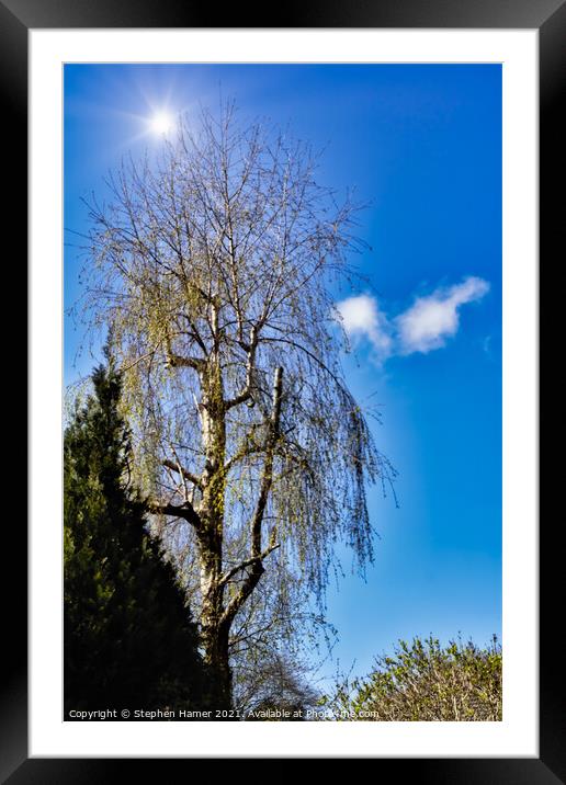 Silver Birch and Blue Sky Framed Mounted Print by Stephen Hamer