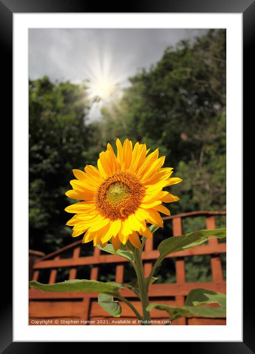Sunshine and Sunflower Framed Mounted Print by Stephen Hamer