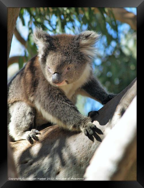 Kings Park Koala Framed Print by Stephen Hamer