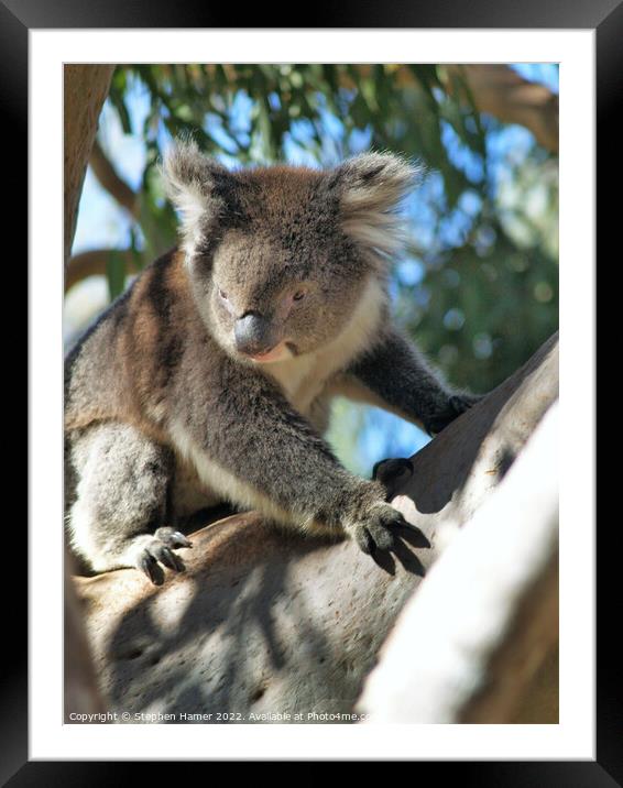 Kings Park Koala Framed Mounted Print by Stephen Hamer
