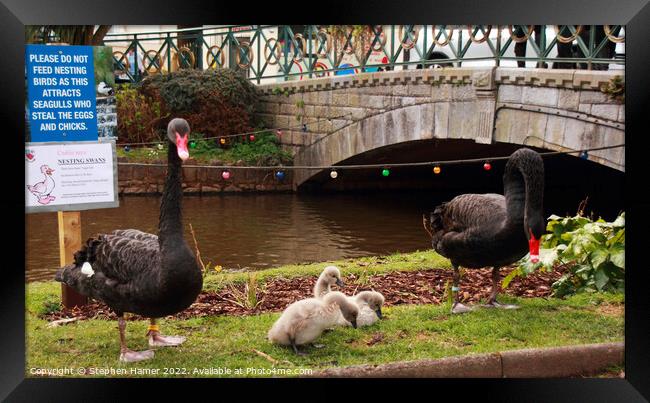 Dawlish Black Swans Framed Print by Stephen Hamer