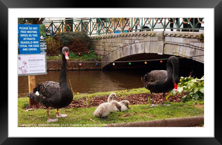 Dawlish Black Swans Framed Mounted Print by Stephen Hamer