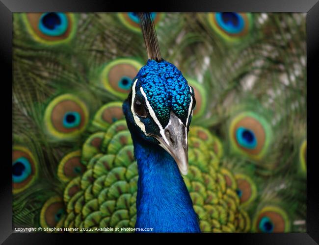 Proud as a Peacock Framed Print by Stephen Hamer