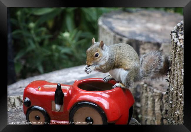 Nutty Squirrel Snacks Framed Print by Stephen Hamer