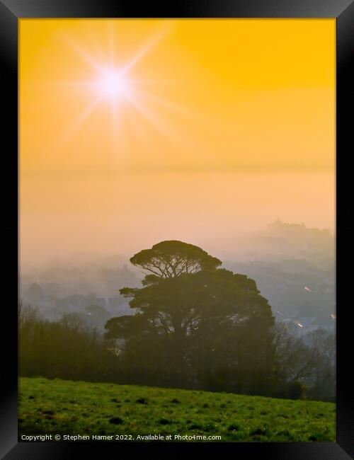 Radiant Scots Pine in Misty Morning Framed Print by Stephen Hamer