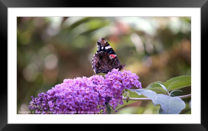 Majestic Butterfly Feeding on Buddleia Framed Mounted Print by Stephen Hamer