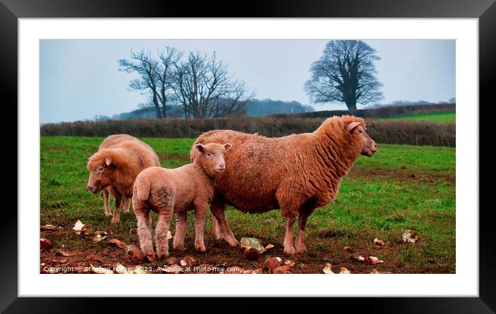 Red Sheep Framed Mounted Print by Stephen Hamer
