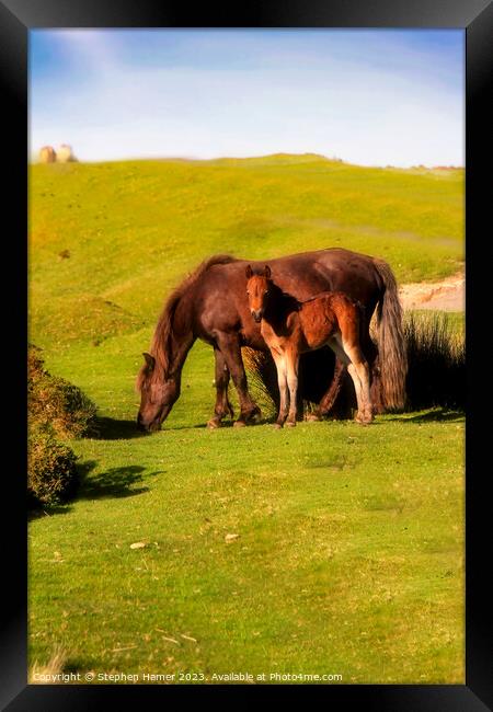 Dartmoor Kinship: Pony and Foal Framed Print by Stephen Hamer