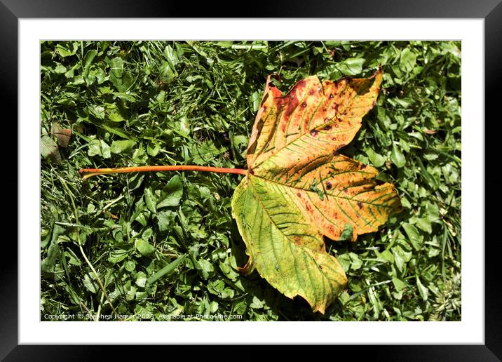 Fallen Field Maple Leaf Framed Mounted Print by Stephen Hamer