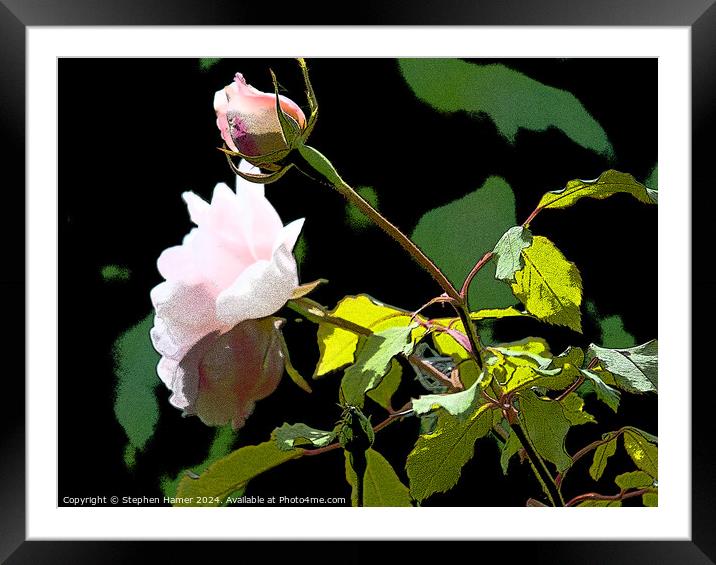 Posterised Pink Rose Framed Mounted Print by Stephen Hamer