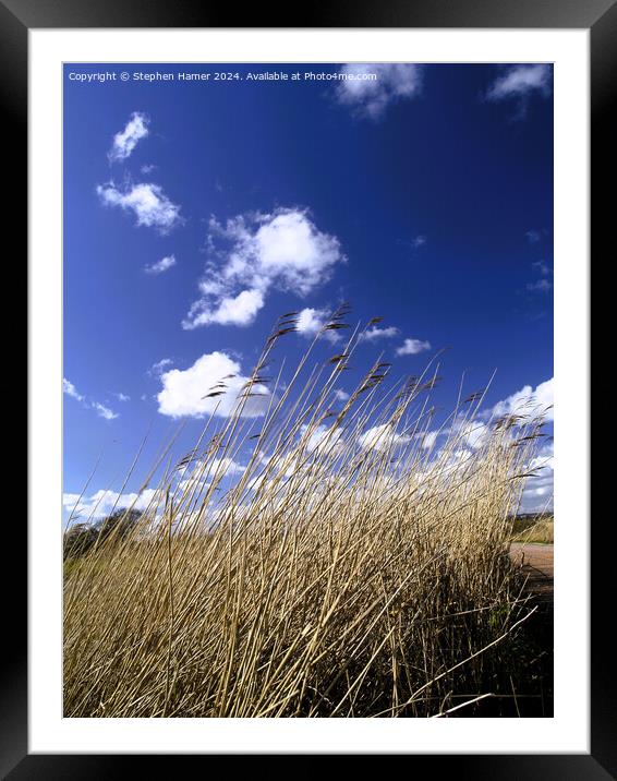 Reed-Sweet Grass Framed Mounted Print by Stephen Hamer