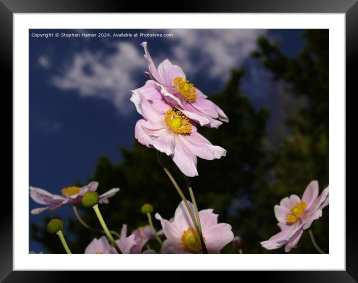 Japenese Anemone Framed Mounted Print by Stephen Hamer