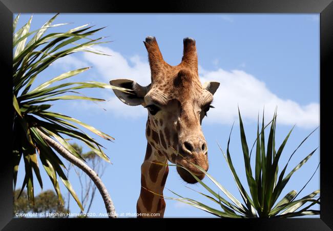 Majestic African Giraffe in Taronga Zoo Framed Print by Stephen Hamer