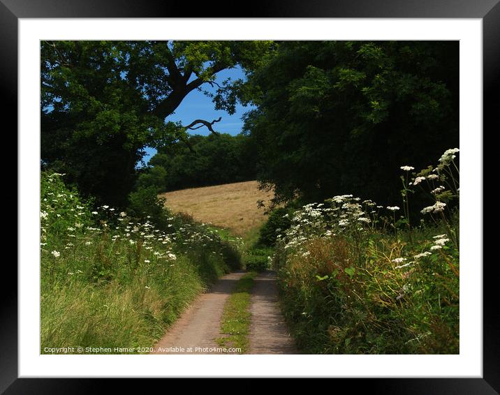 Enchanting Cow Parsley Lane Framed Mounted Print by Stephen Hamer