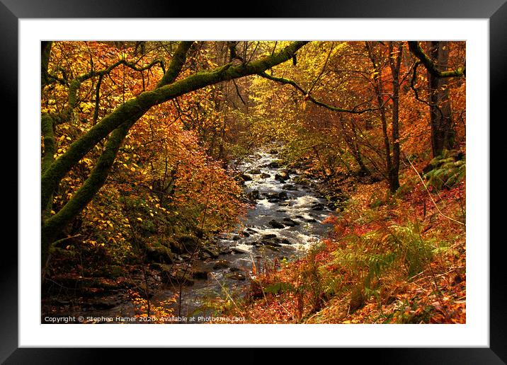 Enchanting Autumn Woodland Oasis Framed Mounted Print by Stephen Hamer