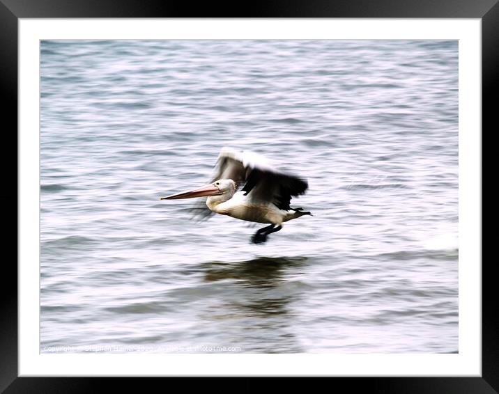 Australian Pelican in Flight Framed Mounted Print by Stephen Hamer