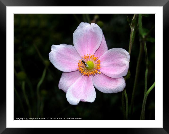 Hoverfly on a Japanese Anemonie Framed Mounted Print by Stephen Hamer