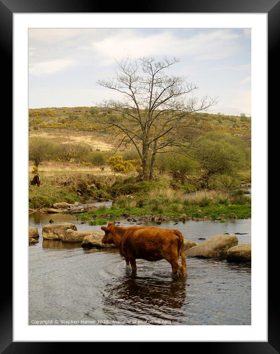 Cattle Crossing Framed Mounted Print by Stephen Hamer
