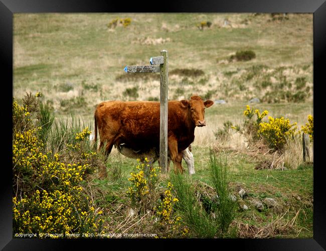 Cow & Calf Framed Print by Stephen Hamer