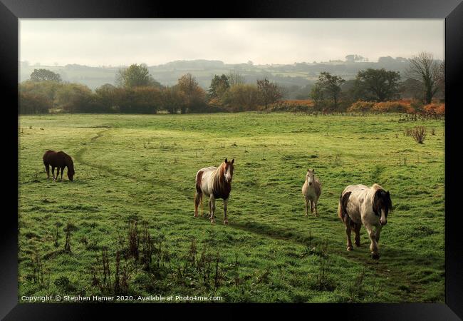 Majestic Gypsy Cobs Framed Print by Stephen Hamer