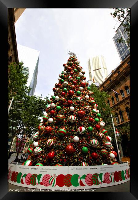 Christmas Tree Sydney Framed Print by Stephen Hamer