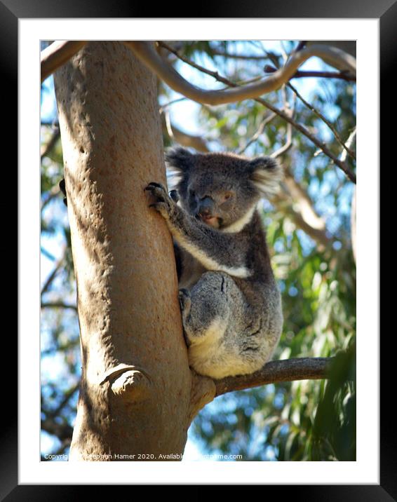 Koala up a Eucalyptus Tree Framed Mounted Print by Stephen Hamer
