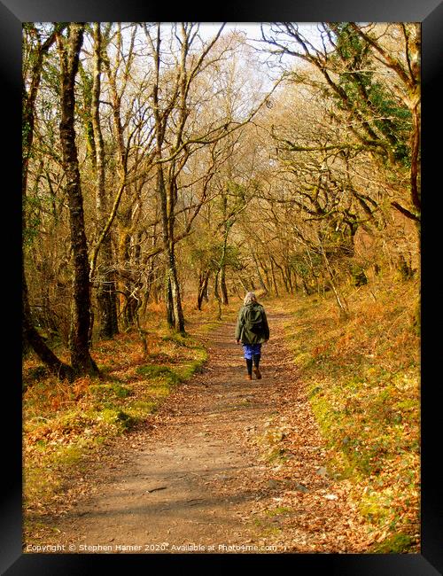 Woodland Walk Framed Print by Stephen Hamer