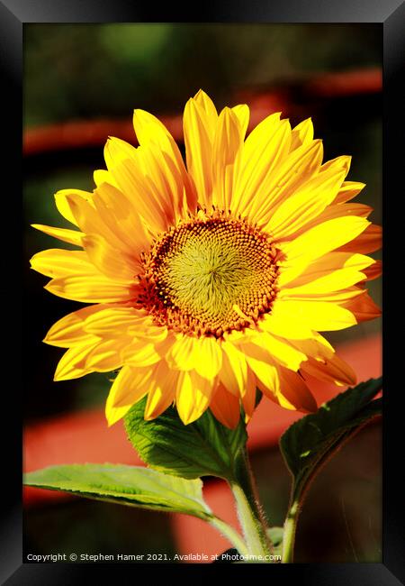 Sunflower. Framed Print by Stephen Hamer