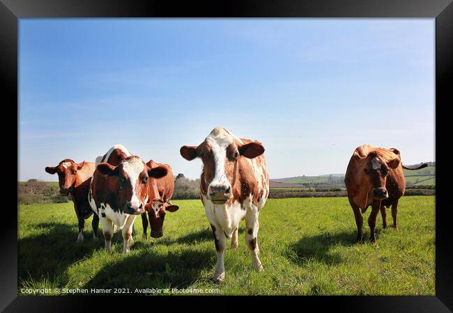 Ayrshire cattle  Framed Print by Stephen Hamer