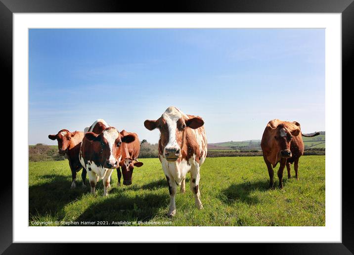 Ayrshire cattle  Framed Mounted Print by Stephen Hamer