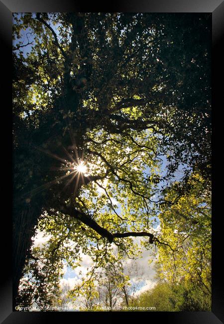 Sunburst through Oak Tree Framed Print by Stephen Hamer